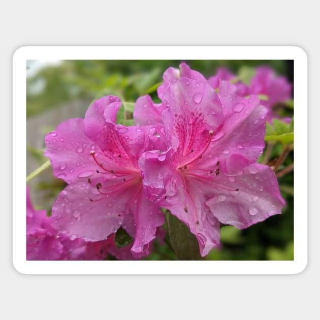 Pair of Pink Flowers Photographic Image Sticker by AustaArt